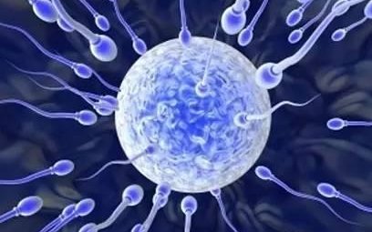 女性有染色体罗氏易位在淄博市做试管养囊成功率高吗？试管移植后需要保胎吗！